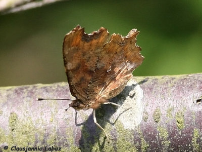 The Comma / Det hvide C (Polygonia c-album)