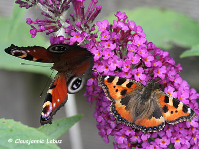 European Peacock / Dagpåfugleøje - Inachis io / Nymphalis io and
