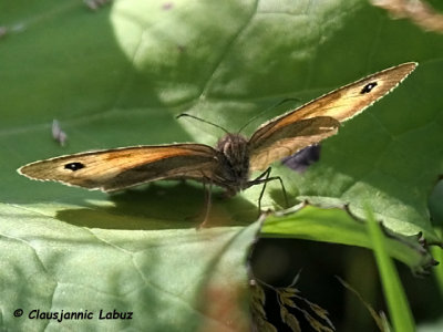 Meadow Brown / Græsrandøje (maniola jurtina)