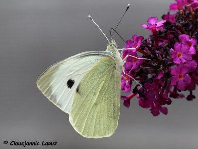 Small White / Lille Kålsommerfugl - Pieris rapae
