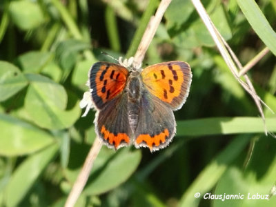 Small Copper (Common Copper) / Lille ildfugl -Lycaena phlaeas
