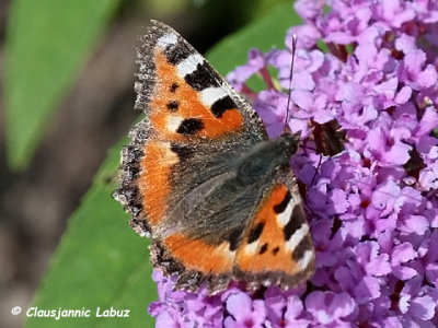 Small Tortoiseshell / Nædens Takvinge (Aglais urticae)