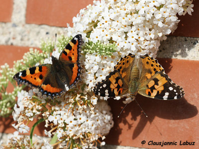 Small Tortoiseshell / Nædens Takvinge (Aglais urticae) and Painted lady / Tidselsommerfugl - Cynthia cardui