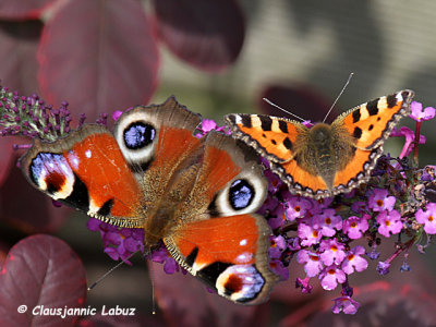 European Peacock / Dagpåfugleøje - Inachis io / Nymphalis io and Small Tortoiseshell / Nædens Takvinge (Aglais urticae)