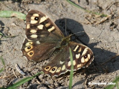 Speckled Wood / Skovrandøje (Pararge aegeria)