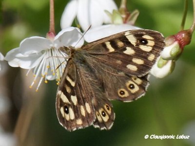 Speckled Wood / Skovrandøje (Pararge aegeria)