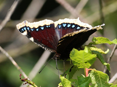 Camberwell Beauty (US: Mourning Cloak) / Sørgekåbe - Nymphalis antiopa