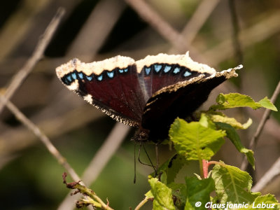 Camberwell Beauty (US: Mourning Cloak) / Sørgekåbe - Nymphalis antiopa