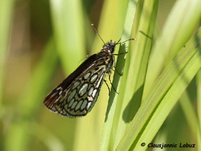 Large Chequered Skipper / Spejlbredpande (Heteropterus morpheus)