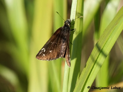 Large Chequered Skipper / Spejlbredpande (Heteropterus morpheus)
