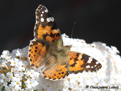 Painted Lady (US: Cosmopolitan) / Tidselsommerfugl (Cynthia cardui)