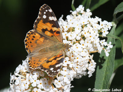 Painted Lady (US: Cosmopolitan) / Tidselsommerfugl (Cynthia cardui)