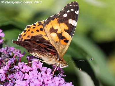 Painted Lady (US: Cosmopolitan) / Tidselsommerfugl (Cynthia cardui)