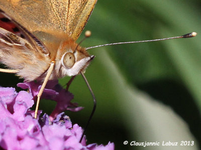 Painted Lady (US: Cosmopolitan) / Tidselsommerfugl (Cynthia cardui)