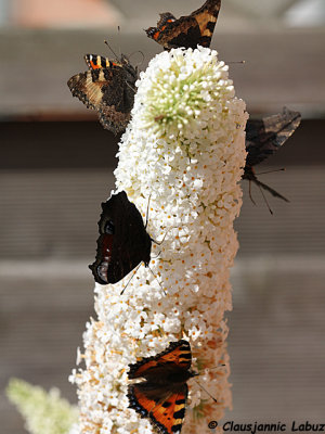 Crowded Buddleja / Trængsel på sommerfuglebusken