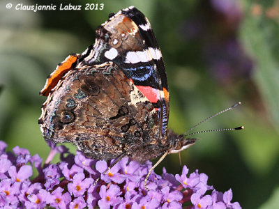 Red Admiral / Admiral - Vanessa atalanta