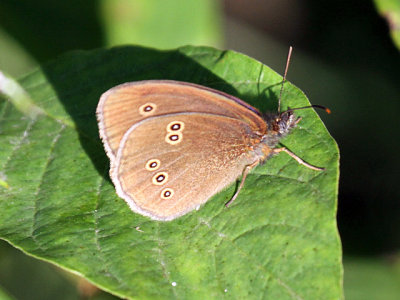 Ringlet / Engrandøje (Aphantopus hyperantus)