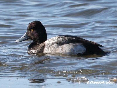 Lesser Scaup / Lille Bjergand