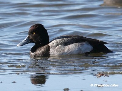 Lesser Scaup / Lille Bjergand