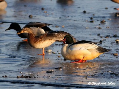 Common Merganser / Stor Skallesluger