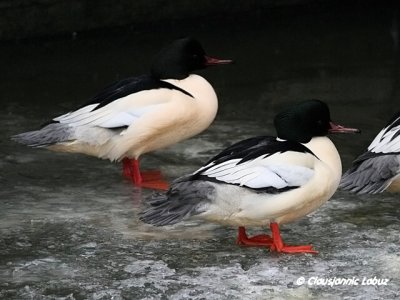 Common Merganser / Stor Skallesluger