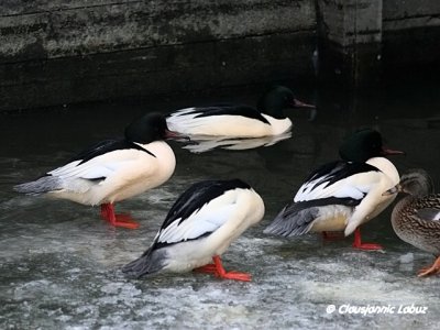 Common Merganser / Stor Skallesluger