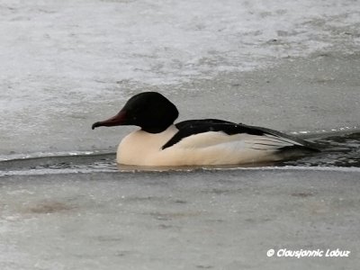 Common Merganser / Stor Skallesluger