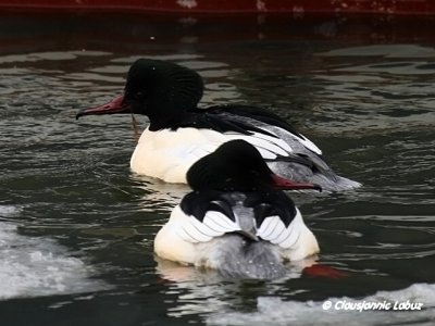 Common Merganser / Stor Skallesluger