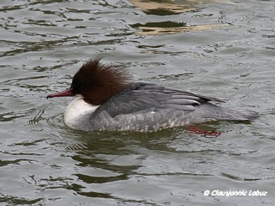 Common Merganser / Stor Skallesluger