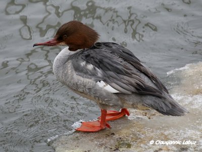 Common Merganser / Stor Skallesluger
