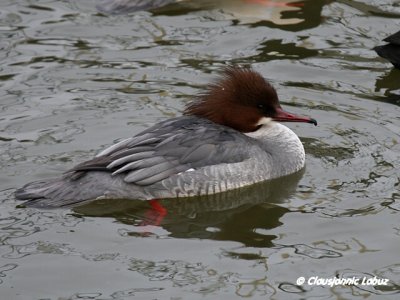 Common Merganser / Stor Skallesluger