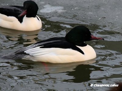 Common Merganser / Stor Skallesluger