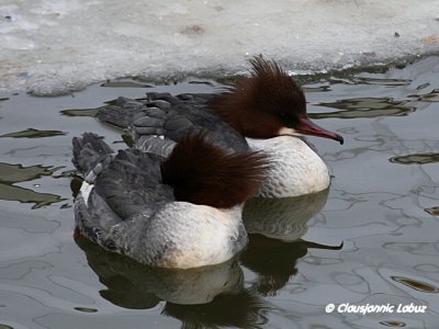 Common Merganser / Stor Skallesluger