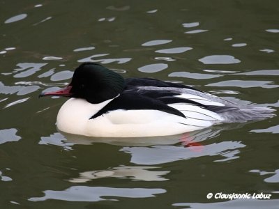 Common Merganser / Stor Skallesluger