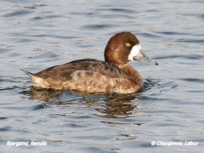 Greater Scaup / Bjergand