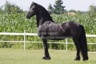 Hansel Van Biernaux Friesian Stallion / Etalon Frison  Ferme Guillemette Becancour, Qc 2013