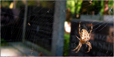 the webmaster