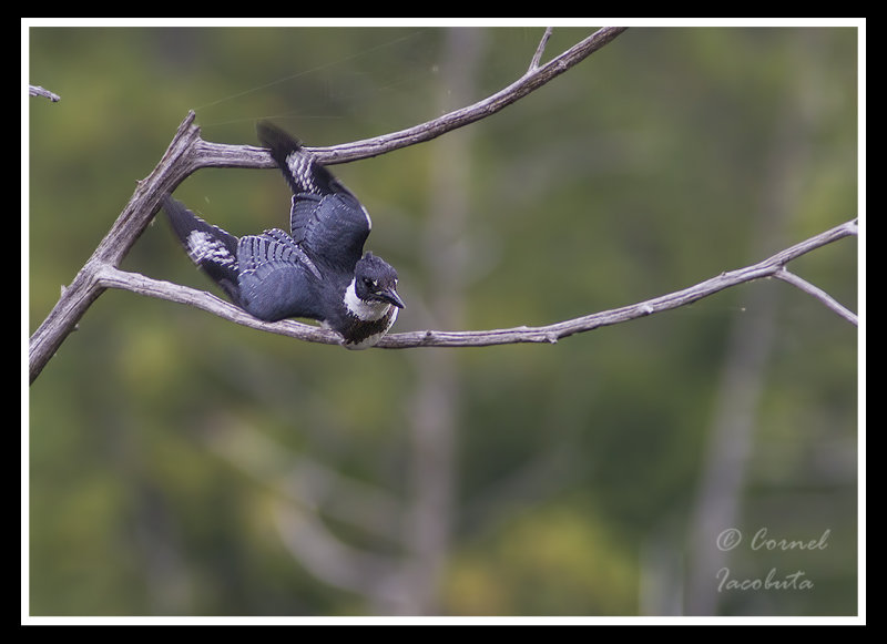 Belted Kingfisher/Martin-pcheur dAmrique