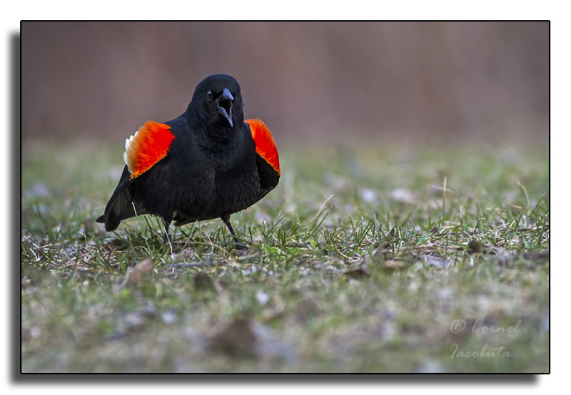 Red-winged Blackbird/Carouge  paulettes_9620.jpg