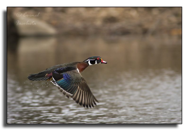 Wood Duck / Canard branchu_0707.jpg