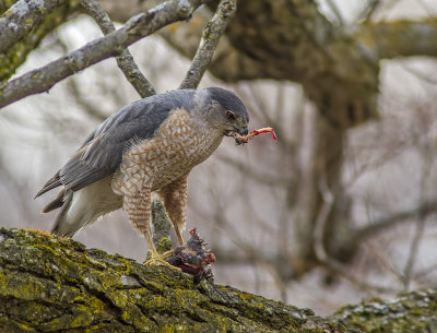Sharp-shinned Hawk/pervier brun
