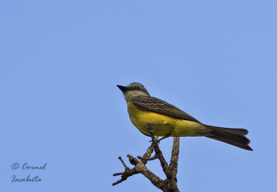 Short-crested Flycatcher/Tyran froce-