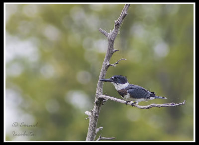 Belted Kingfisher/Martin-pcheur dAmrique
