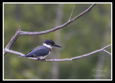 Belted Kingfisher/Martin-pcheur dAmrique