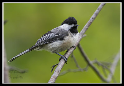 Black-capped Chickadee/Msange  tte noire