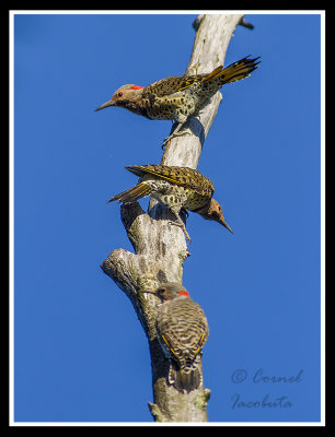 Northern Flicker/Pic flamboyant