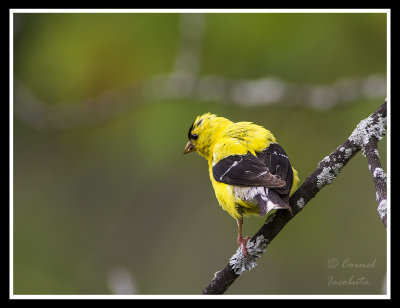 Goldfinch/Chardonneret jaune
