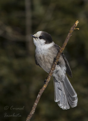 Gray Jay , Msangeai du Canada