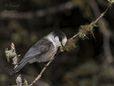 Gray Jay , Msangeai du Canada