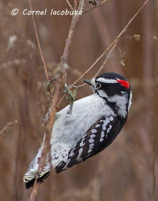 Downy Woodpecker/Pic mineur_1258